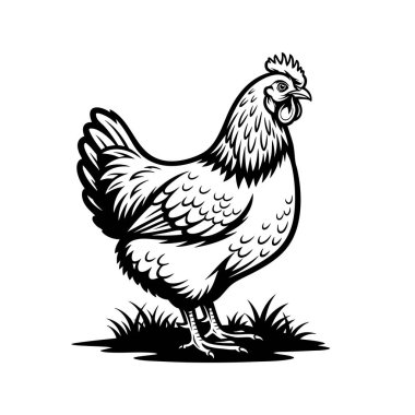 Çimlerin üzerinde dikilen, çiftlik tavuklarını temsil eden Rhode Island kızıl tavuğunun klasik siyah beyaz çiziminin taşıyıcısı..