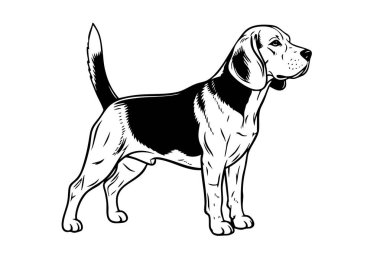 Klasik Beagle köpeği duruşu, bu güzel koku tazısının mükemmel bir tasviri. Evcil hayvan.