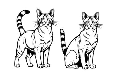 İki sevimli Amerikan kısa kuyruklu kedisi, biri ayakta ve diğeri oturmuş, ayırt edici kısa kuyruklarını sergiliyor. Evcil hayvan.