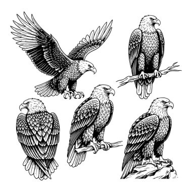 Çeşitli pozlarda görkemli kartal vektör çizimleri: uçmak, tünemek ve ayakta durmak, özgürlüğü ve gücü simgeliyor. Kuşlar.