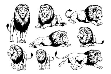 Çeşitli pozlarda kraliyet aslan vektör illüstrasyonları, güç ve görkem gösterisi, vahşi hayvan teması için mükemmel.