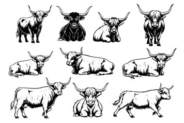 Highland ineklerinin çeşitli pozlardaki çekici vektör çizimleri, çiftlik, kırsal ve İskoç temaları için mükemmel..