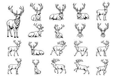 Çeşitli pozlardaki görkemli geyiklerin zarif vektör çizimleri, doğa, avcılık ve vahşi yaşam temaları için mükemmeldir..
