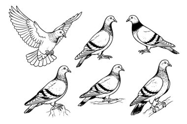 Çeşitli gerçekçi pozlardaki güvercinlerin vektör çizimleri, doğa, şehir ve barış temalı tasarımlar için idealdir. Kuşlar.