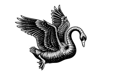 Bir kuğunun zarif bir şekilde uçuşu, zerafetini ve güzelliğini gözler önüne seriyor. Vahşi Yaşam Hayvanları.