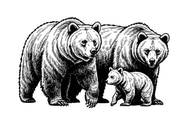 Ayı ailesinin iç açıcı bir temsili. Doğa ve vahşi doğa teması için ideal. Vahşi Yaşam Hayvanları.