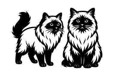 Birman kedilerinin zarif tasviri, evcil hayvan ve zarif kedi temaları için idealdir. Evcil hayvan.