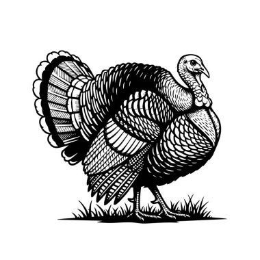 Gururlu hindi vektör çizimi, çiftlik, tatil ve geleneksel temalar için mükemmel..