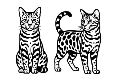 Bengal kedilerinin egzotik vektör çizimi, evcil hayvan ve vahşi hayvan temaları için mükemmel..