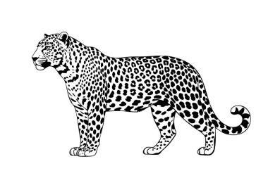 Görkemli leopar duruşu, vahşi yaşam ve doğa temalı tasarımlar için zarif bir vektör..