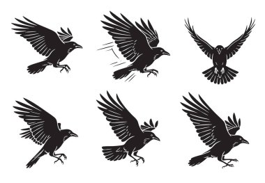 Dynamic set of crows or ravens in flight, with different wing positions. Bold black silhouette vector illustration. Birds.