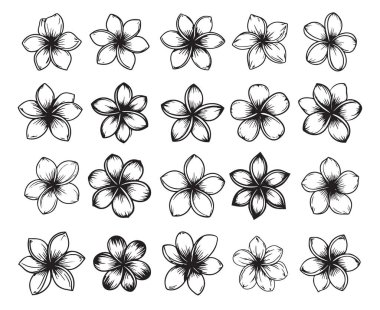 Hassas Plumeria koleksiyonu, çeşitli stil ve ayrıntılarda Frangipani çiçekleri. Güzel tropikal vektör sanatı.