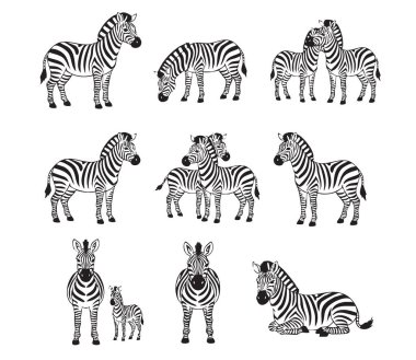 A set of zebra illustrations in various poses, from standing to resting, focusing on the distinct black and white stripes.