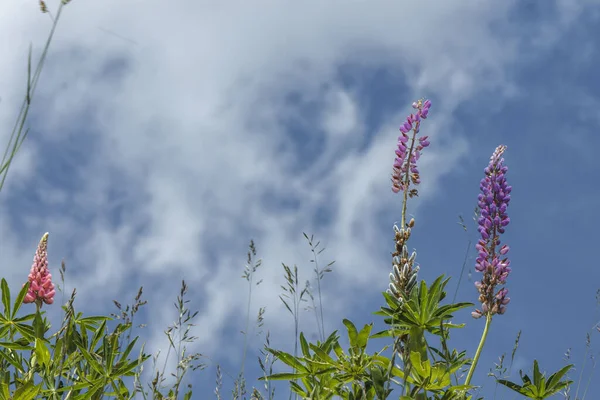  Çayırdaki Lupinus çiçekleri