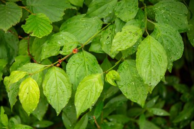 Yeşil yapraklara yağmur damlaları