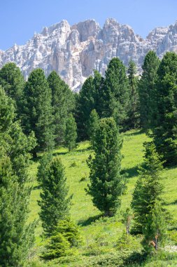 Yazın Latemar 'daki dağ manzarası