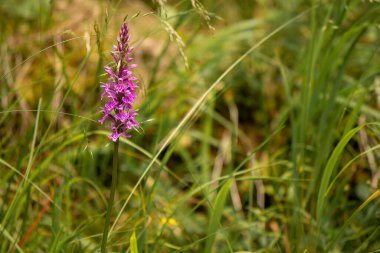 Sıradan bataklık orkidesinin mor çiçeği 