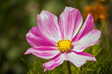 pink cosmos on italian alps clipart