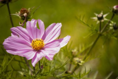 İtalyan Alplerinde pembe kozmos