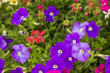 renkli çiçek yakın çekim