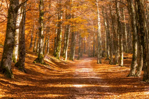 stock image mystic view of mountain forest in autumn