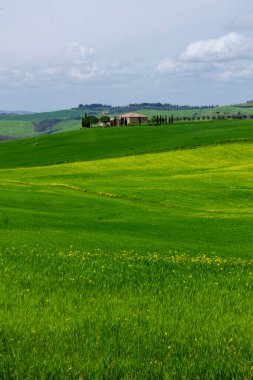 yeşil kontrast ile Toskana kırsal peyzaj