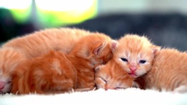 Yeni doğmuş bebek kırmızı kedi komik bir poz veriyor. Bir grup küçük, şirin, kızıl kedi yavrusu. Rahat uyku zamanı. Rahat hayvanlar rahat evlerinde uyurlar. Şirin, komik ev hayvanları. Evcil hayvan yavru kediler. 4k video