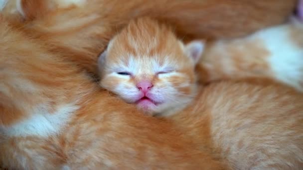 Newborn Baby Red Cat Sleeping Funny Pose Group Small Cute — Stock Video