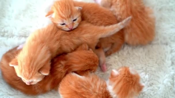Pasgeboren Baby Rode Kat Slapen Grappige Pose Een Groepje Schattige — Stockvideo