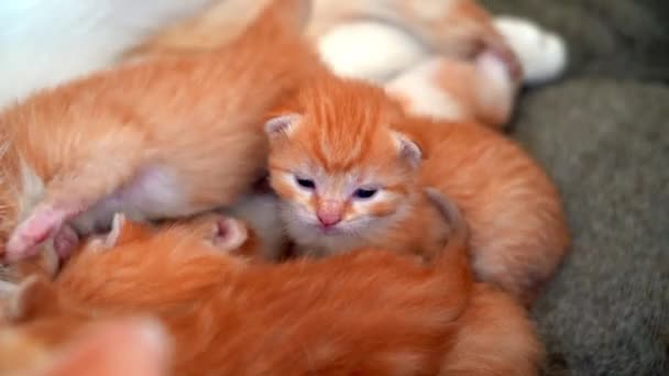 Nyfödd Baby Röd Katt Sover Rolig Pose Grupp Små Söta — Stockvideo