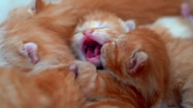 Yeni doğmuş bebek kırmızı kedi komik bir poz veriyor. Bir grup küçük, şirin, kızıl kedi yavrusu. Rahat uyku zamanı. Rahat hayvanlar rahat evlerinde uyurlar. Şirin, komik ev hayvanları. Evcil hayvan yavru kediler. 4k video