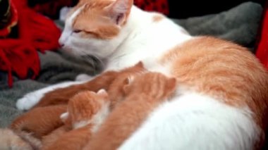 Yeni doğmuş bebek kırmızı kedi anne sütünü içer. Zencefilli kedi yavrusu emziriyorum. Evcil hayvan uykusu ve rahat uyku zamanı. Rahat hayvanlar rahat evlerinde uyurlar. Kedi kedi emer göğüs videosu