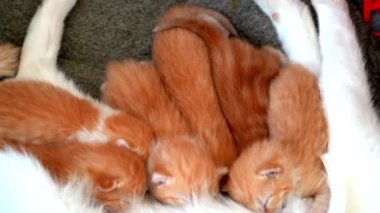 Yeni doğmuş bebek kırmızı kedi anne sütünü içer. Zencefilli kedi yavrusu emziriyorum. Evcil hayvan uykusu ve rahat uyku zamanı. Rahat hayvanlar rahat evlerinde uyurlar. Kedi kedi emer göğüs videosu