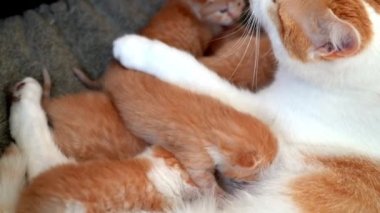 Yeni doğmuş bebek kırmızı kedi anne sütünü içer. Zencefilli kedi yavrusu emziriyorum. Evcil hayvan uykusu ve rahat uyku zamanı. Rahat hayvanlar rahat evlerinde uyurlar. Kedi kedi emer göğüs videosu