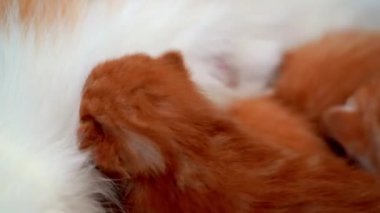 Yeni doğmuş bebek kırmızı kedi anne sütünü içer. Zencefilli kedi yavrusu emziriyorum. Evcil hayvan uykusu ve rahat uyku zamanı. Rahat hayvanlar rahat evlerinde uyurlar. Kedi kedi emer göğüs videosu