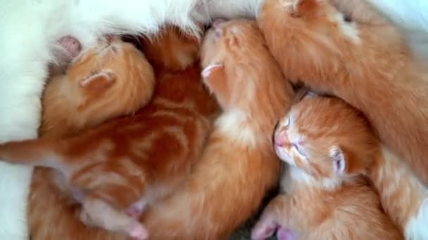 Neugeborene Rote Katzenbabys Trinken Die Milch Ihrer Mütter Kleine Süße — Stockvideo