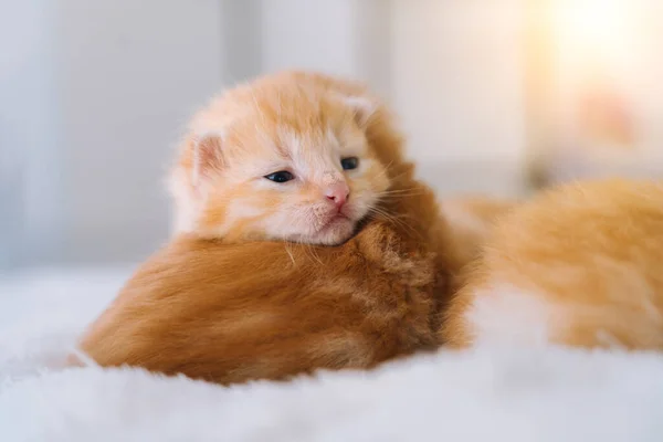 Neugeborenes Rotes Katzenbaby Schläft Lustiger Pose Gruppe Kleiner Süßer Ingwer — Stockfoto