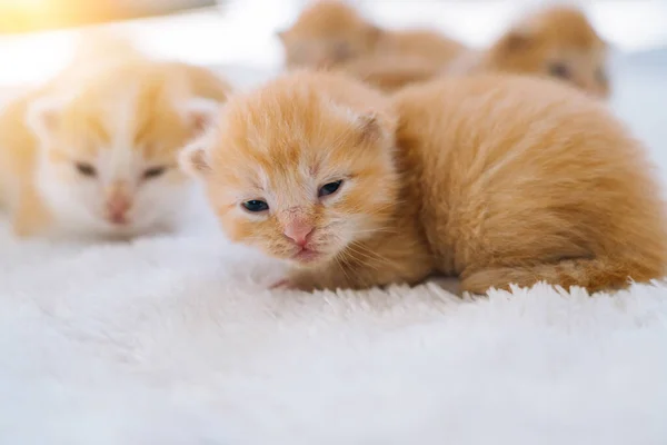 Neugeborenes Rotes Katzenbaby Schläft Lustiger Pose Gruppe Kleiner Süßer Ingwer — Stockfoto