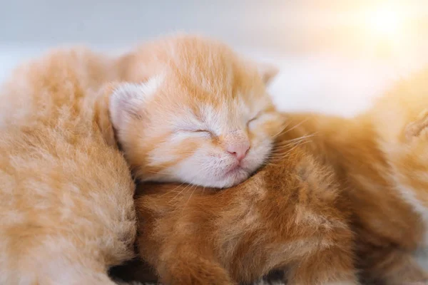 Newborn Baby Red Cat Sleeping Funny Pose Group Small Cute — Stock Photo, Image