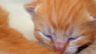 Yeni doğmuş bebek kırmızı kedi komik bir poz veriyor. Bir grup küçük, şirin, kızıl kedi yavrusu. Rahat uyku zamanı. Rahat hayvanlar rahat evlerinde uyurlar. Şirin, komik ev hayvanları. Evcil hayvan yavru kediler. 4k video