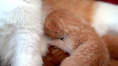 Yeni doğmuş bebek kırmızı kedi anne sütünü içer. Zencefilli kedi yavrusu emziriyorum. Evcil hayvan uykusu ve rahat uyku zamanı. Rahat hayvanlar rahat evlerinde uyurlar. Kedi kedi emer göğüs videosu
