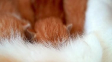 Yeni doğmuş bebek kırmızı kedi anne sütünü içer. Zencefilli kedi yavrusu emziriyorum. Evcil hayvan uykusu ve rahat uyku zamanı. Rahat hayvanlar rahat evlerinde uyurlar. Kedi kedi emer göğüs videosu