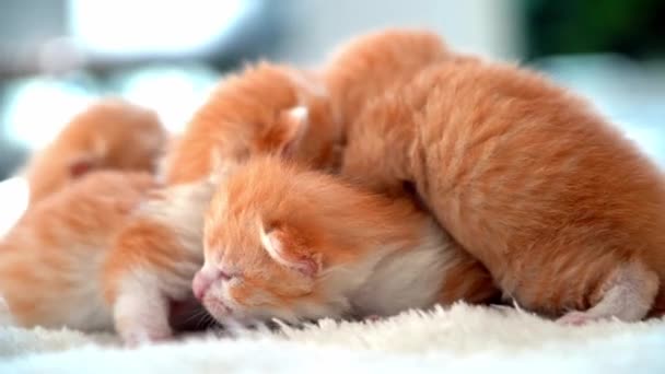 Neonato Gatto Rosso Che Dorme Posa Divertente Gruppo Piccoli Gattini — Video Stock