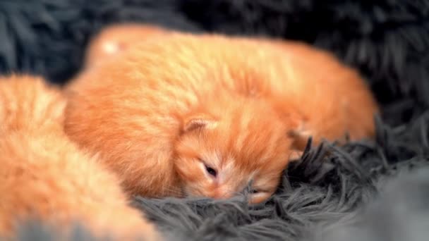 Bebé Recién Nacido Gato Rojo Durmiendo Pose Divertida Grupo Gatito — Vídeos de Stock