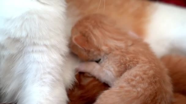 Noworodek Czerwony Kot Pije Mleko Matki Karmienie Piersią Mały Ładny — Wideo stockowe