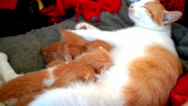 Újszülött Vörös Macska Tejet Iszik Anyjának Szoptatás Kis Aranyos Gyömbér — Stock videók