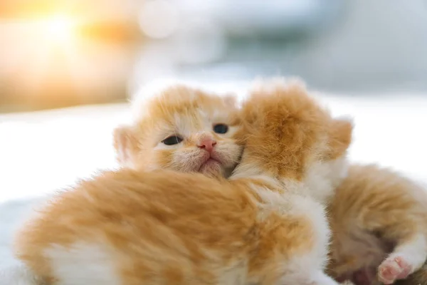 Yeni Doğmuş Bebek Kırmızı Kedi Komik Bir Poz Veriyor Bir — Stok fotoğraf