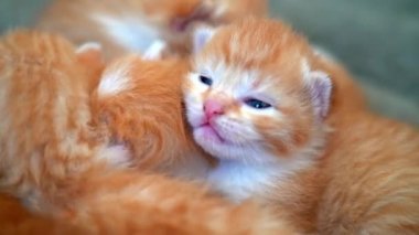 Yeni doğmuş bebek kırmızı kedi komik bir poz veriyor. Bir grup küçük, şirin, kızıl kedi yavrusu. Rahat uyku zamanı. Rahat hayvanlar rahat evlerinde uyurlar. Şirin, komik ev hayvanları. Evcil hayvan yavru kediler. 4k video