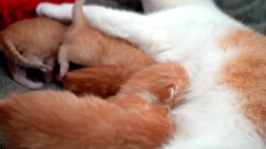 Yeni doğmuş bebek kırmızı kedi anne sütünü içer. Zencefilli kedi yavrusu emziriyorum. Evcil hayvan uykusu ve rahat uyku zamanı. Rahat hayvanlar rahat evlerinde uyurlar. Kedi kedi emer göğüs videosu