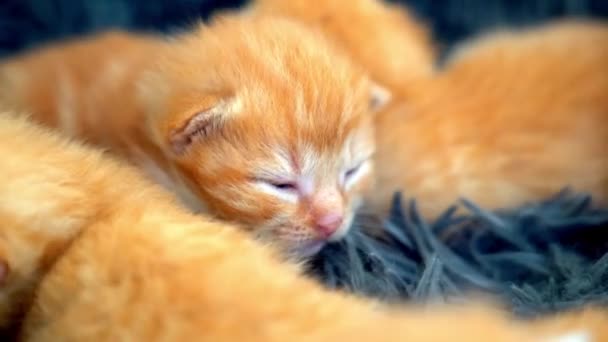 Pasgeboren Baby Rode Kat Slapen Grappige Pose Een Groepje Schattige — Stockvideo